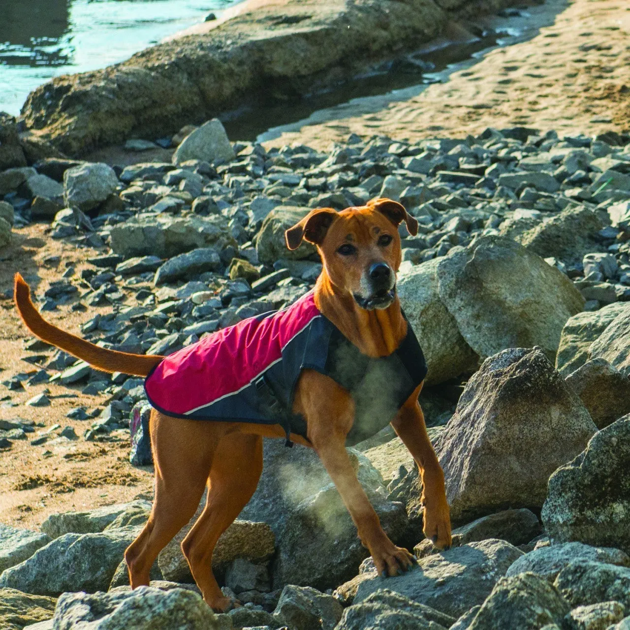 EzyDog Element Jacket - Orange XXL (Customer Return)